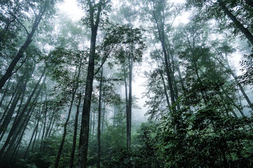 Photograph of a Forest with Tall Trees