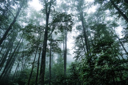 Foggy forest with tall trees, rich foliage, and serene ambiance in Sevierville, TN.