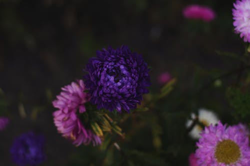 Photographie De Mise Au Point Sélective De Fleurs Pétales Roses Et Violets