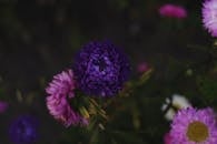 特写镜头中，充满活力的紫色与粉色紫菀花在郁郁葱葱的绿叶映衬下，尽显大自然的美丽