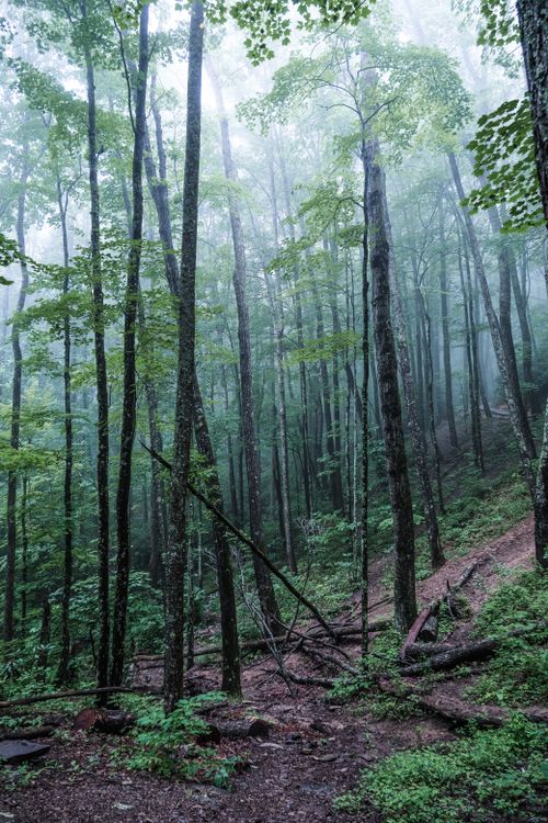 Free A serene misty forest in Sevierville, Tennessee, showcasing tall tree trunks enveloped in fog. Stock Photo