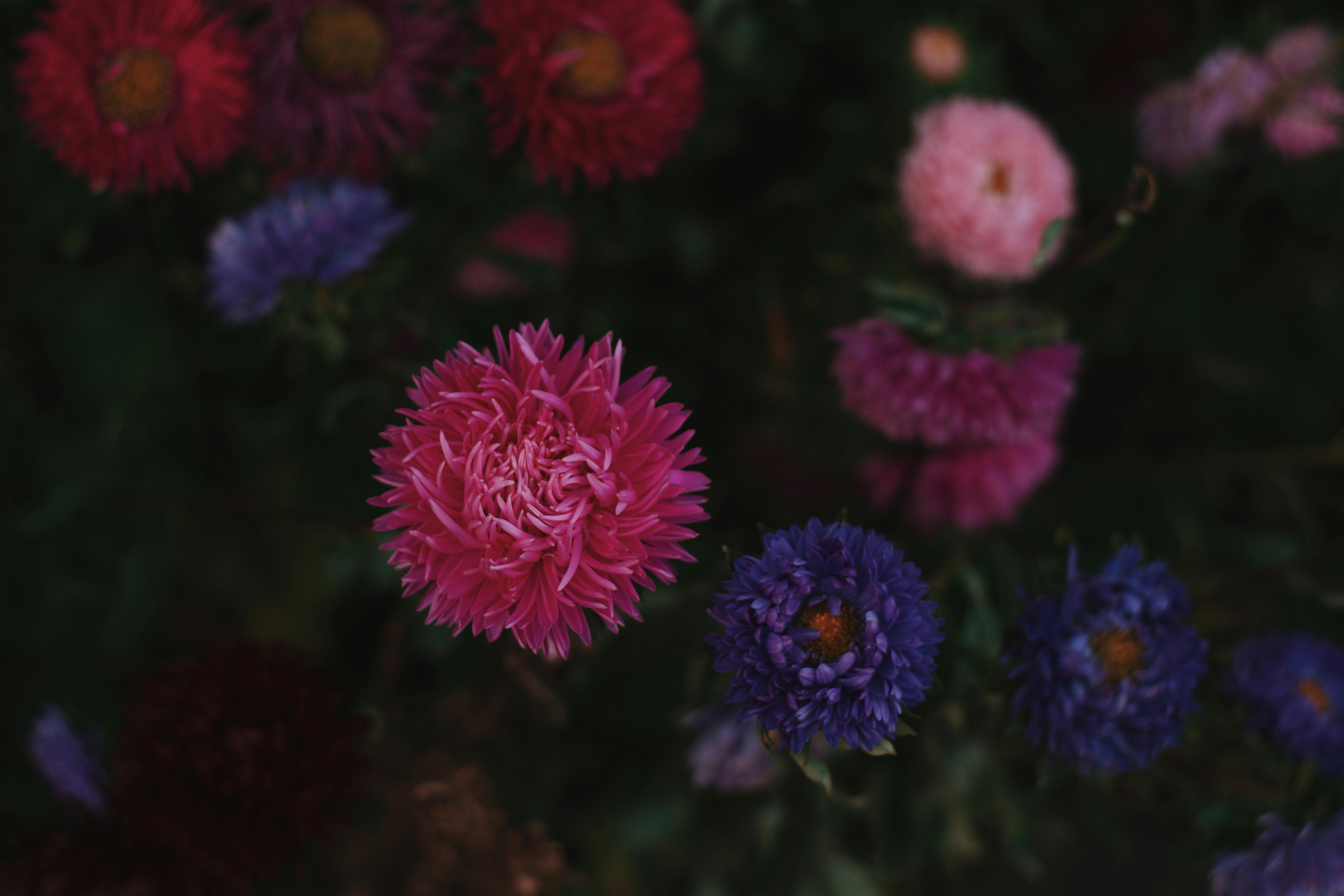 Close-up of colorful chrysanthemums in a garden, showcasing nature's vibrant beauty.