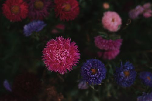 Free Close-up of colorful chrysanthemums in a garden, showcasing nature's vibrant beauty. Stock Photo