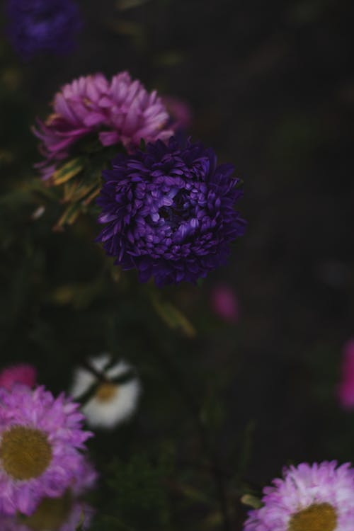 Крупным планом фото фиолетовых и розовых цветов