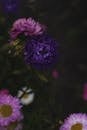 黑色背景下，花园里盛开的紫色和粉色紫菀花特写