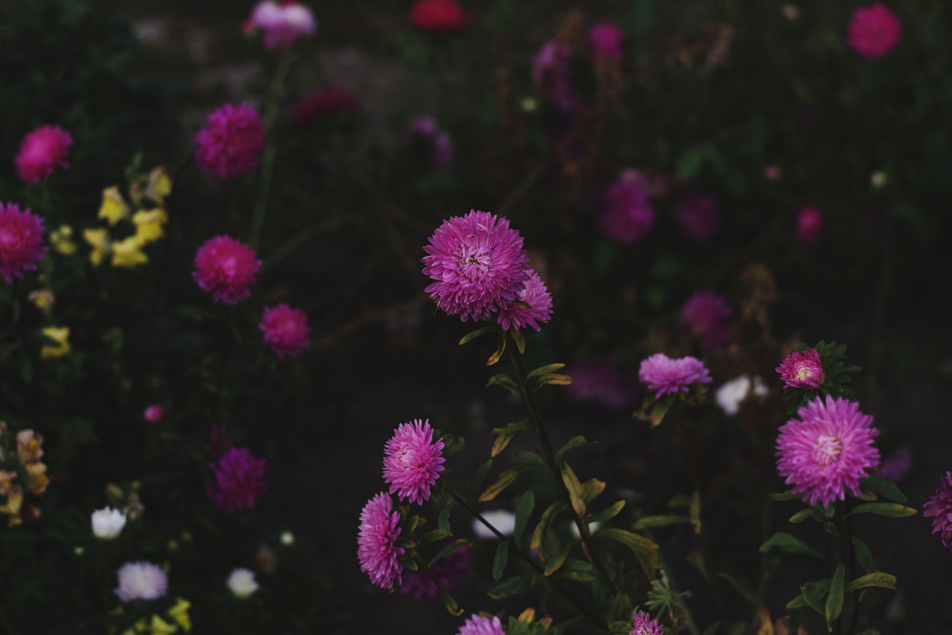 Beautiful close-up of vibrant purple flowers blooming outdoors in a lush garden setting.
