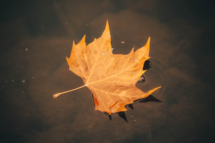 Photograph Of A Maple Leaf Floating On Water