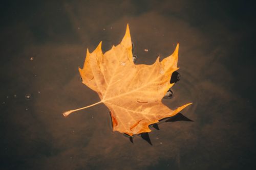 Free A golden maple leaf floating on calm water, capturing the essence of autumn. Stock Photo