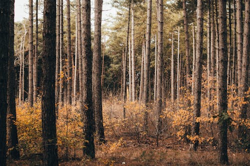 A Brown Trees at the Forest