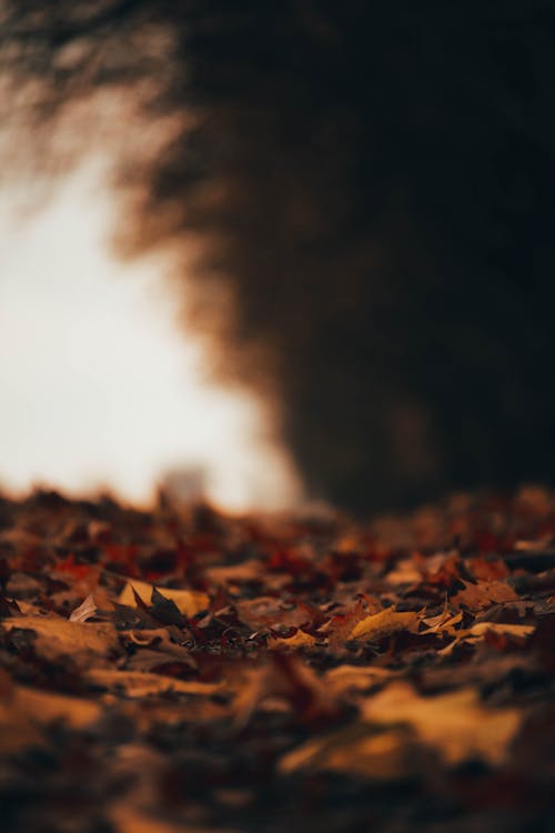 Leaves with Autumn Colors · Free Stock Photo