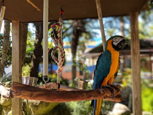 파란색과 주황색 앵무새의 선택적 초점 사진