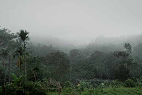 A Green Trees on Mountain Under the White Sky