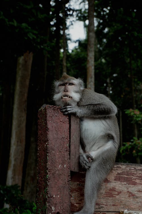 Foto profissional grátis de animais selvagens, desajeitado, fechar-se