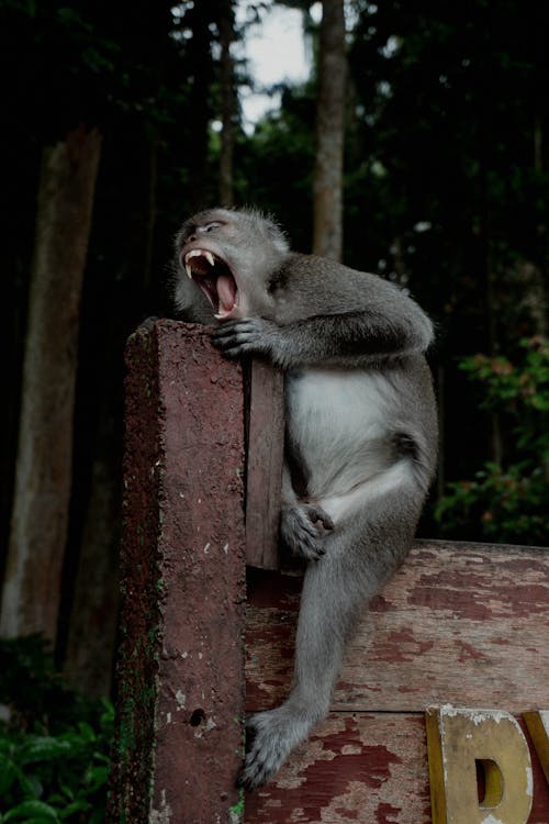 คลังภาพถ่ายฟรี ของ การถ่ายภาพสัตว์, ยิงแนวตั้ง, ลิงกัง