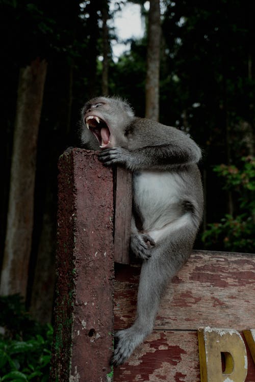 Close-Up Shot of a Monkey