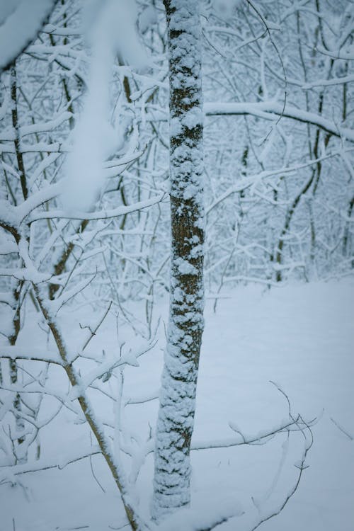 Snow-Covered Trees in the Field