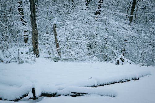 Kostnadsfri bild av snö, snötäckt mark, träd