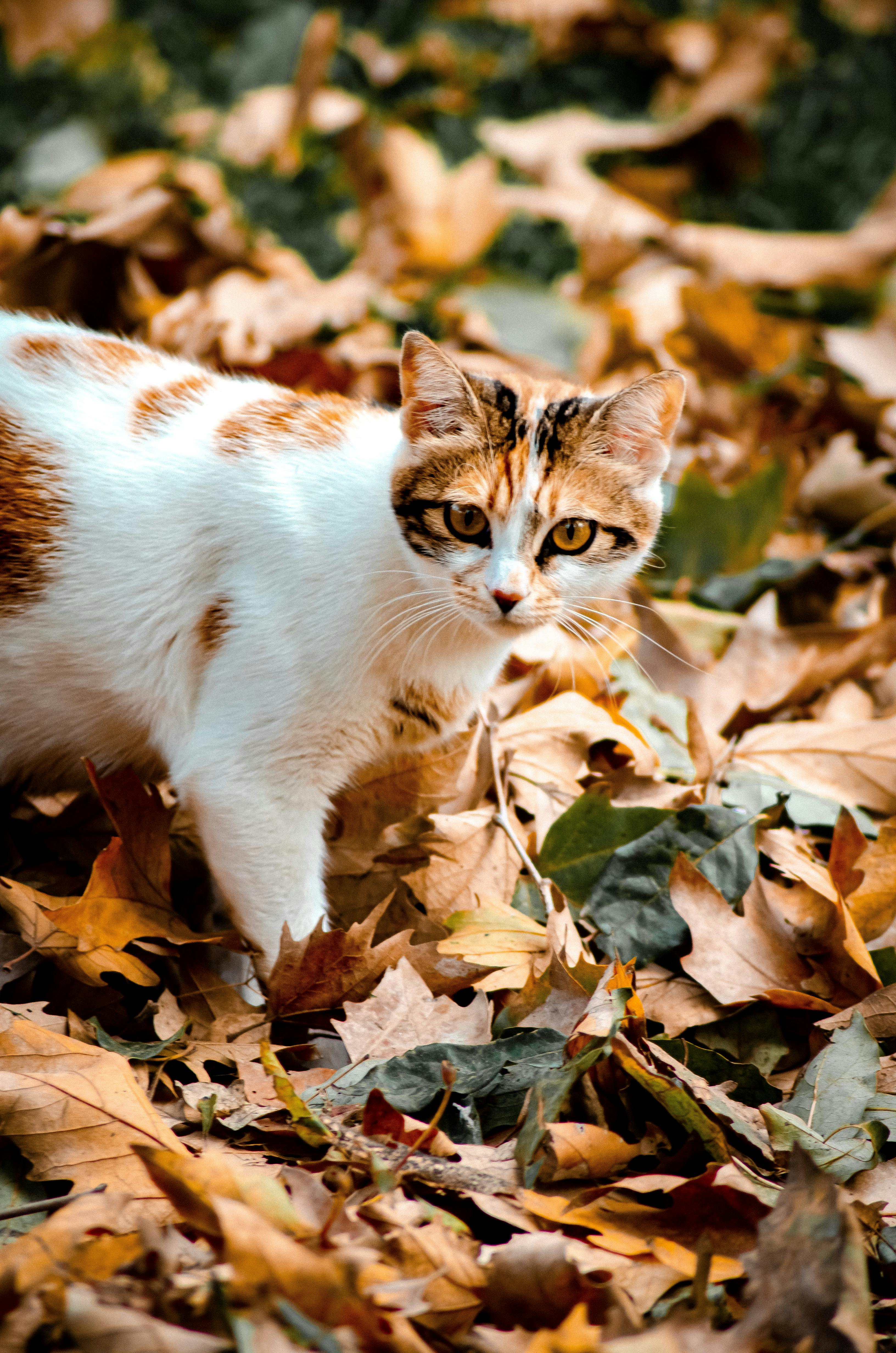 Teppichreinigung nach geknipstem Katzenurin