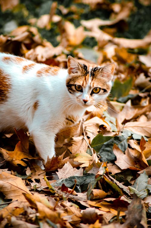 Close-Up Shot of a White Tabby Cat Walking on Dry Leaves