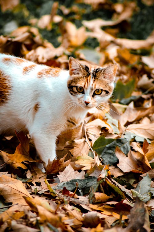 Imagine de stoc gratuită din a închide, adorabil, animal