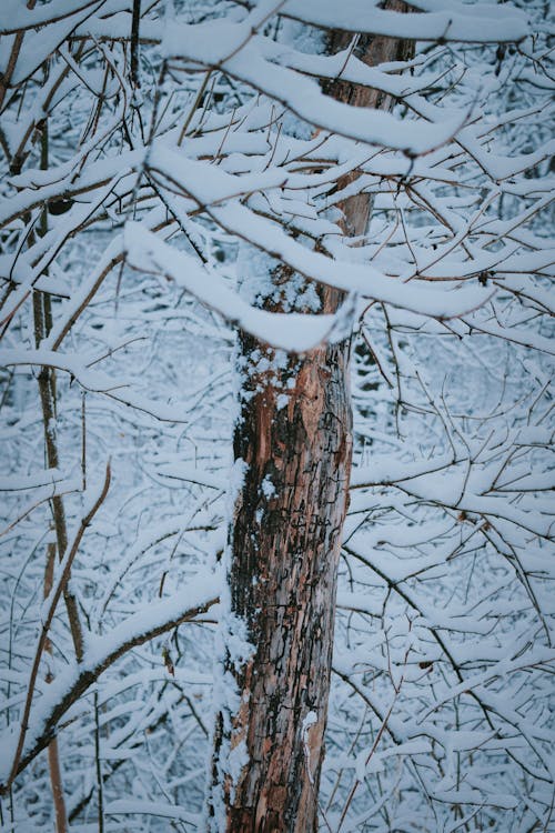 Snow-Covered Trees in the Field