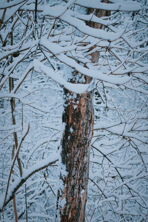 Free A peaceful winter scene with snow-laden, leafless trees in a snowy forest setting. Stock Photo