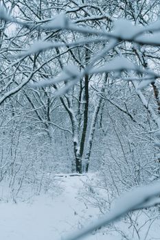 Peaceful winter forest blanketed in snow with frosty trees creating a tranquil scene.