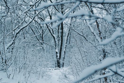 A peaceful scene of a snow-covered forest with leafless trees in winter, creating a beautiful natural landscape.