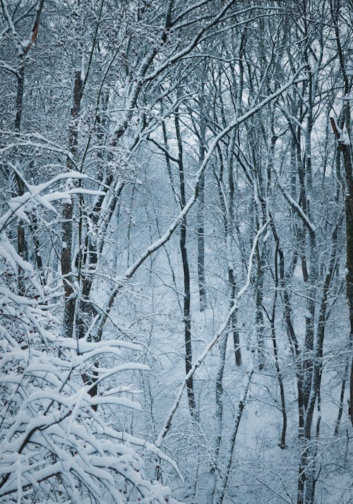 Snow-Covered Trees in the Field