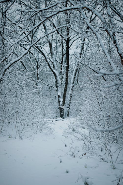 Бесплатное стоковое фото с безлистные деревья, вертикальный выстрел, голые деревья