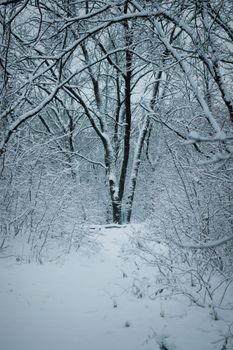 Calm snow-laden trees form a captivating winter landscape.