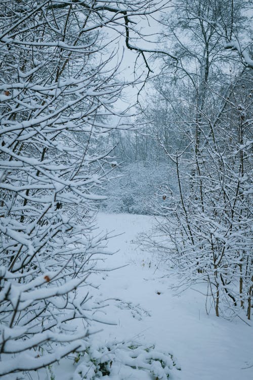 Snow-Covered Trees in the Field