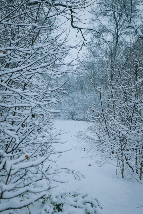 Free A tranquil winter forest scene with snow-covered leafless trees and a calm ambiance. Stock Photo