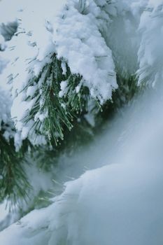 Close-up of conifer branches covered in fresh snow, evoking a serene winter scene.