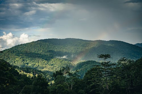 Immagine gratuita di alberi, cielo nuvoloso, fotografia della natura