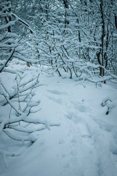 Tranquil winter scene of snow-laden trees in a quiet forest, evoking serenity and calm.