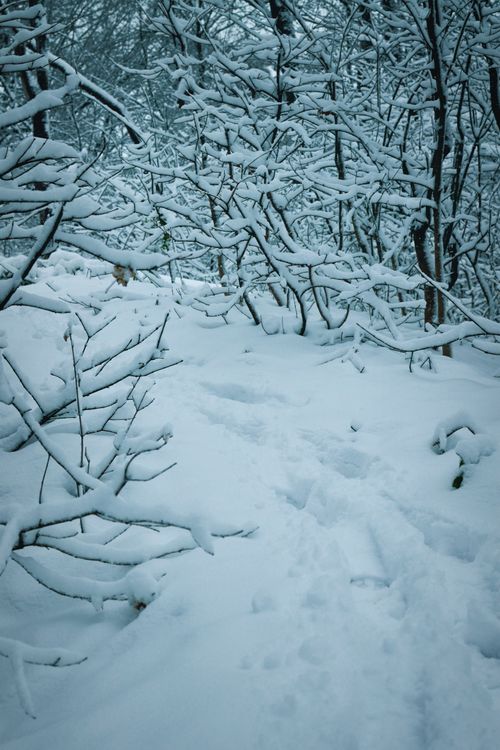 Free Tranquil winter scene of snow-laden trees in a quiet forest, evoking serenity and calm. Stock Photo