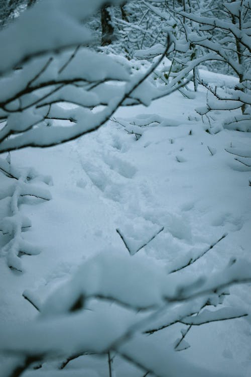 Snow-Covered Trees in the Field