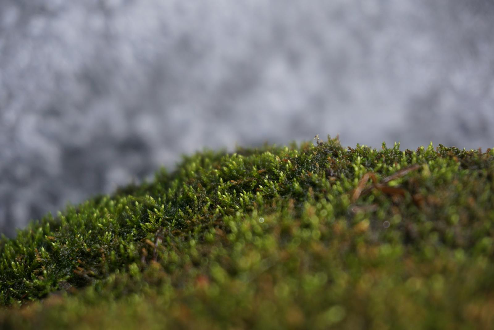 Canada geese resting by a suburban pond with houses in the background