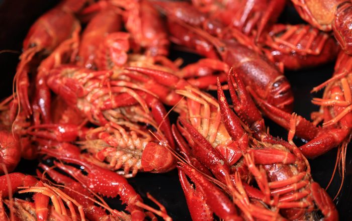 Celina Cajun Fest