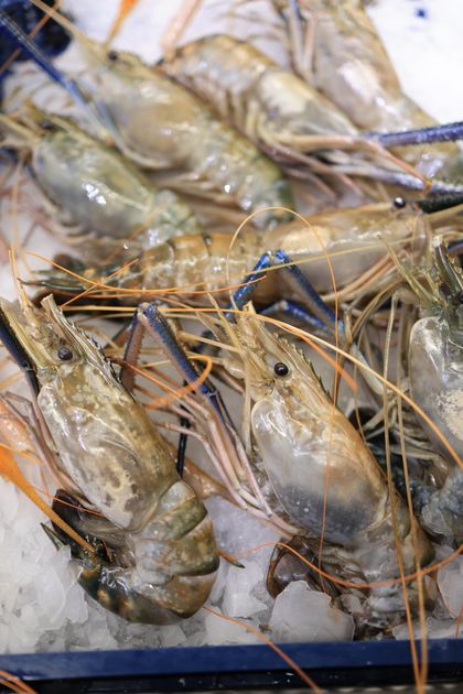 Fresh uncooked shrimp on crushed ice. Photo by Valeria Boltneva on Pexels.