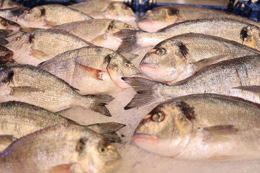 Gray Fish on Ice