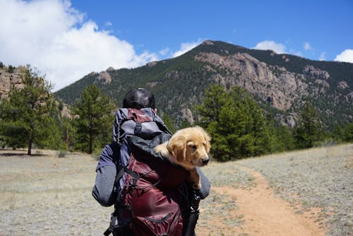 Kostenlos Person, Die Gelben Labrador Retriever Welpen Innerhalb Der Tasche Trägt, Während Auf Weg Vor Berg Geht Stock-Foto