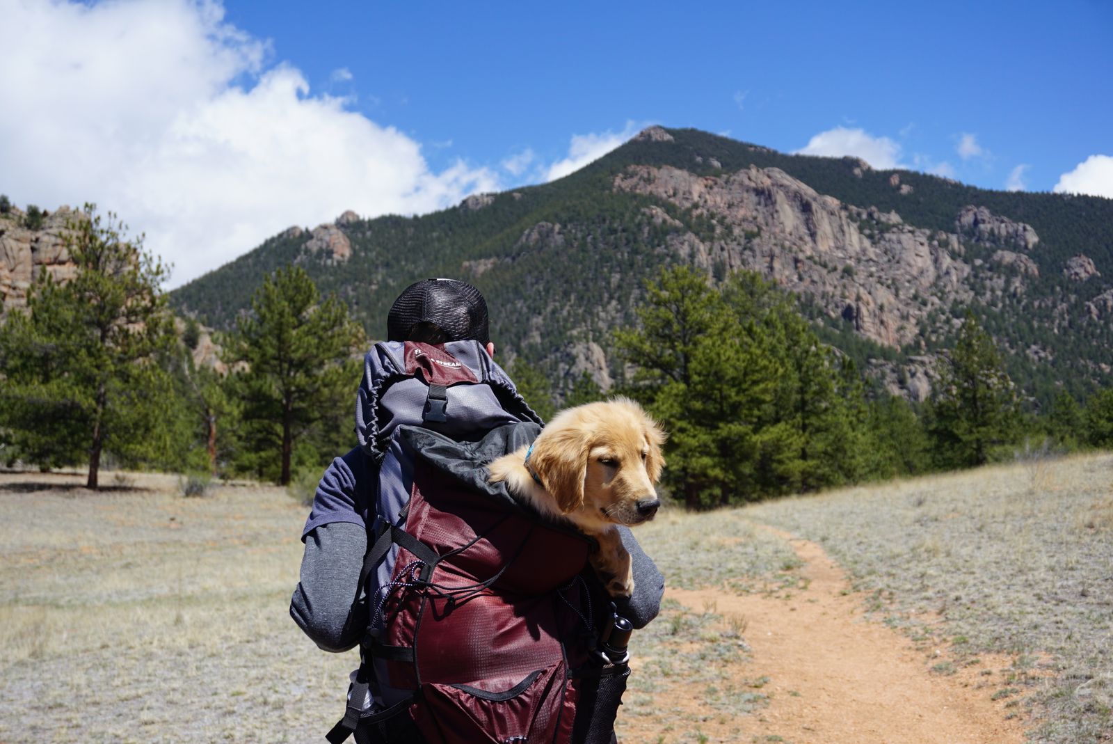Hiker carrying a small dog in a backpack-style pet carrier on a trail
