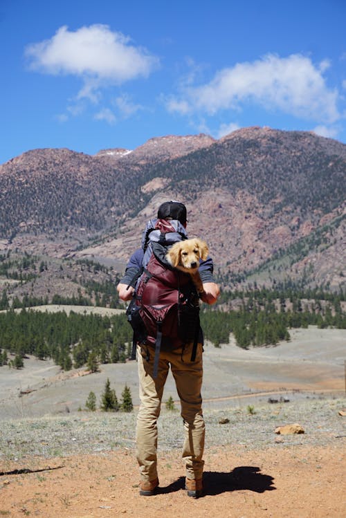 Человек несет красный рюкзак с щенком желтого лабрадора ретривера, идущим в лес