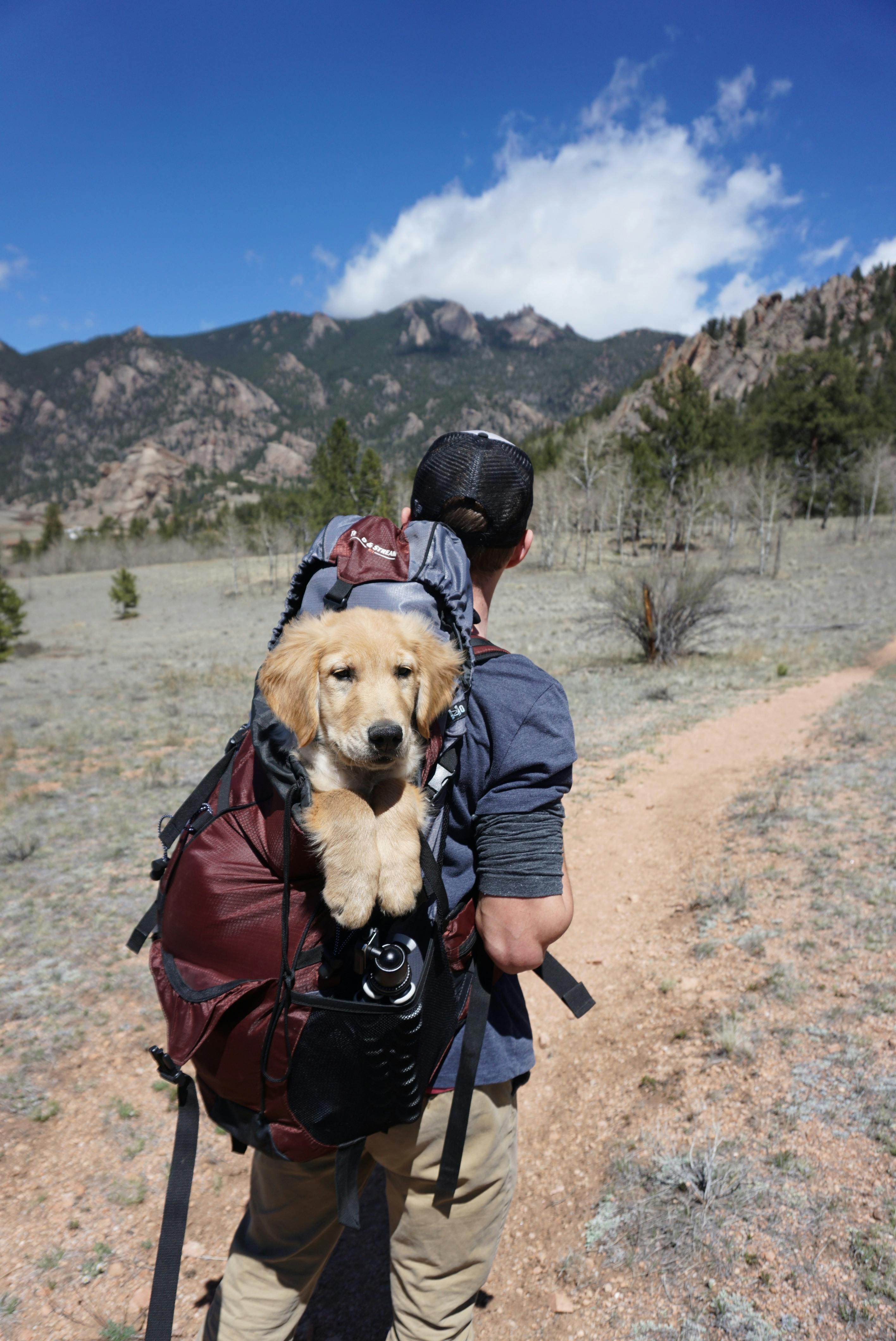 Traveling the World With Your Dog