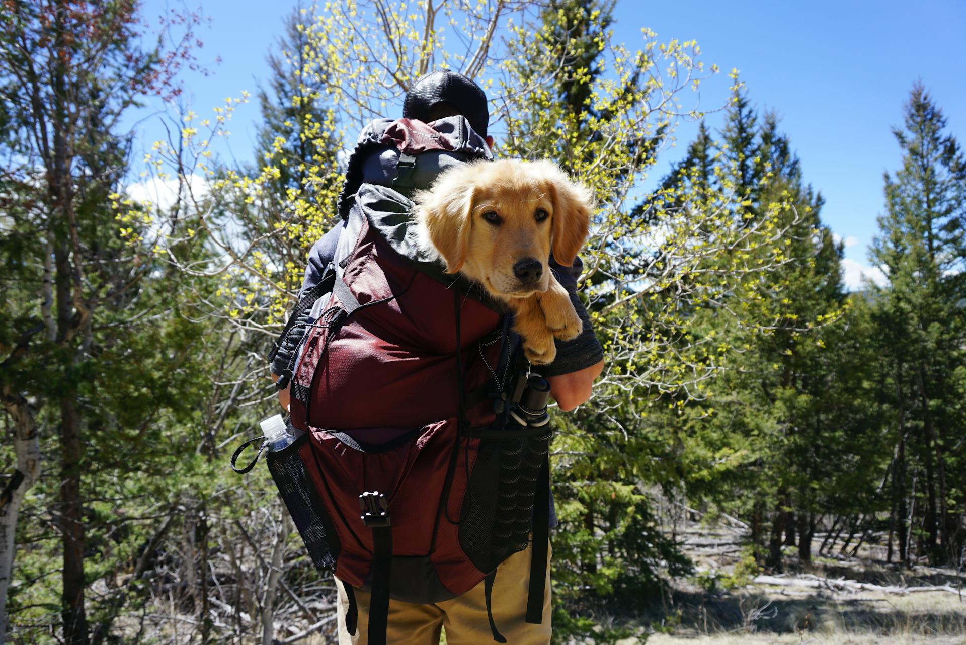 Un homme porte un chien sur un sac à dos rouge