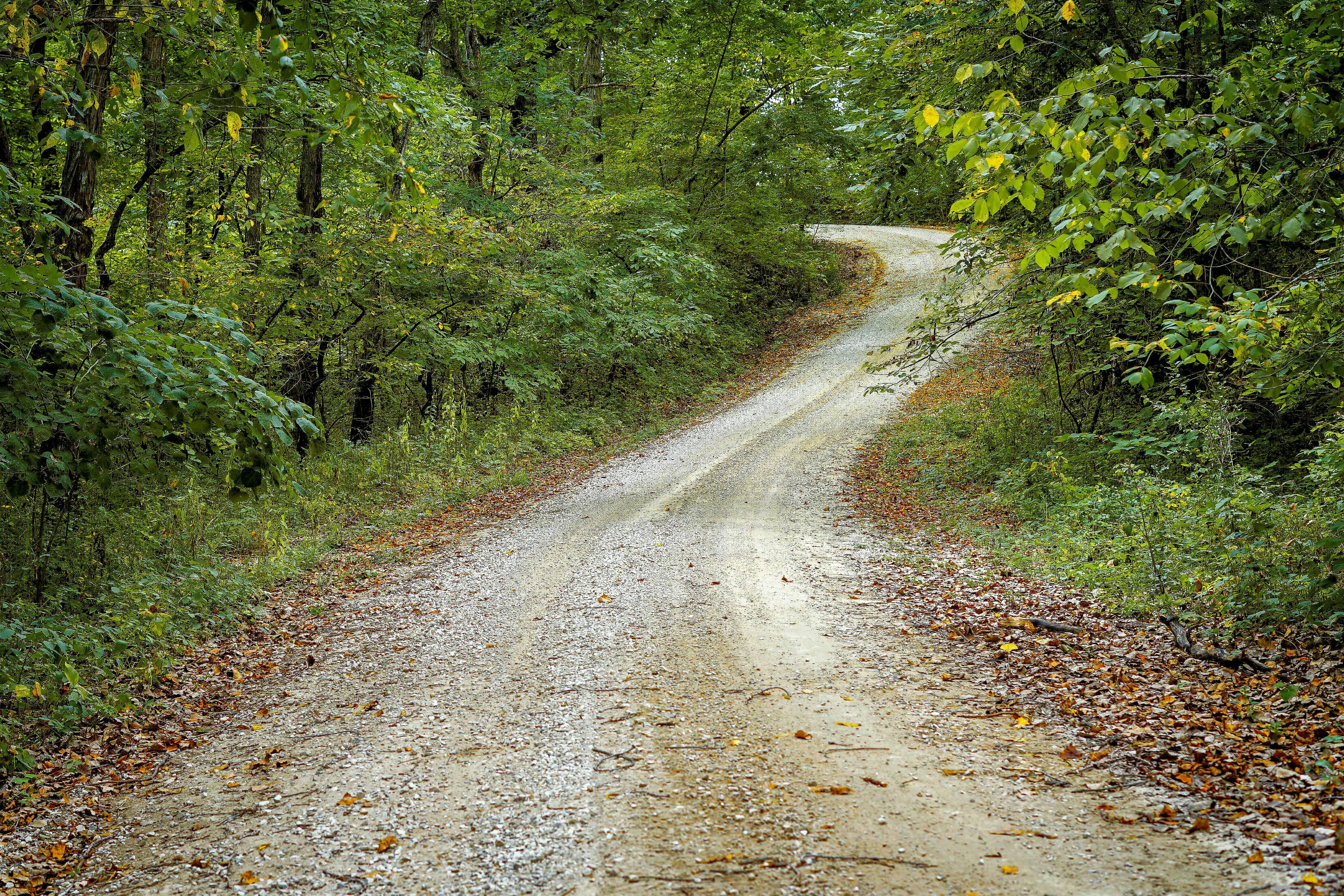 Free stock photo of winding country gravel road tree covered rural