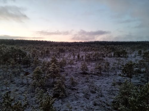 bataklık, buz gibi hava, çam ağaçları içeren Ücretsiz stok fotoğraf