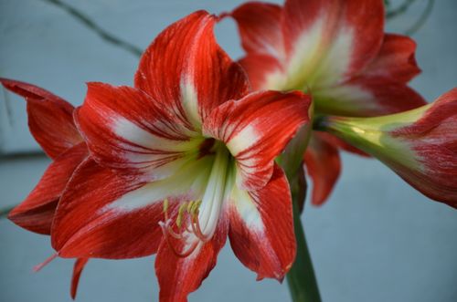 Free Red Flower Stock Photo